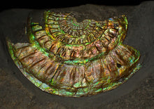 Load image into Gallery viewer, Rainbow iridescent Caloceras ammonite fossil display piece 91mm