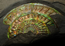 Load image into Gallery viewer, Rainbow iridescent Caloceras ammonite fossil display piece 91mm