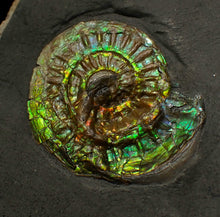 Load image into Gallery viewer, Green iridescent Caloceras display ammonite fossil 33mm