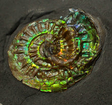 Load image into Gallery viewer, Green iridescent Caloceras display ammonite fossil 33mm