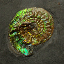 Load image into Gallery viewer, Green iridescent Caloceras display ammonite fossil 33mm