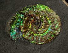 Load image into Gallery viewer, Green iridescent Caloceras display ammonite fossil 33mm