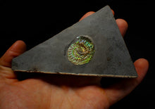 Load image into Gallery viewer, Green iridescent Caloceras display ammonite fossil 33mm