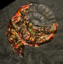 Load image into Gallery viewer, Rainbow iridescent Caloceras ammonite fossil with encrusting bivalve shell 38mm