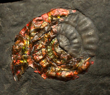 Load image into Gallery viewer, Rainbow iridescent Caloceras ammonite fossil with encrusting bivalve shell 38mm