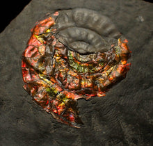 Load image into Gallery viewer, Rainbow iridescent Caloceras ammonite fossil with encrusting bivalve shell 38mm