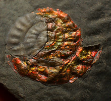 Load image into Gallery viewer, Rainbow iridescent Caloceras ammonite fossil with encrusting bivalve shell 38mm