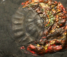 Load image into Gallery viewer, Rainbow iridescent Caloceras ammonite fossil with encrusting bivalve shell 38mm