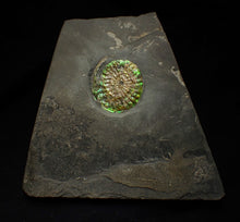 Load image into Gallery viewer, Green iridescent Caloceras display ammonite fossil 38mm