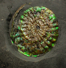 Load image into Gallery viewer, Green iridescent Caloceras display ammonite fossil 38mm