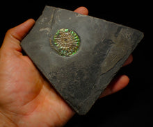 Load image into Gallery viewer, Green iridescent Caloceras display ammonite fossil 38mm