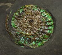 Load image into Gallery viewer, Green iridescent Caloceras display ammonite fossil 38mm