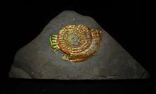 Load image into Gallery viewer, Rainbow iridescent Caloceras ammonite fossil display piece 88mm