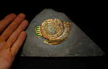 Load image into Gallery viewer, Rainbow iridescent Caloceras ammonite fossil display piece 88mm
