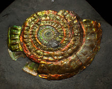 Load image into Gallery viewer, Rainbow iridescent Caloceras ammonite fossil display piece 88mm