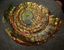 Load image into Gallery viewer, Rainbow iridescent Caloceras ammonite fossil display piece 88mm