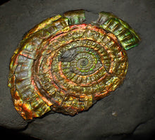 Load image into Gallery viewer, Rainbow iridescent Caloceras ammonite fossil display piece 88mm