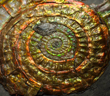 Load image into Gallery viewer, Rainbow iridescent Caloceras ammonite fossil display piece 88mm