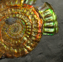 Load image into Gallery viewer, Rainbow iridescent Caloceras ammonite fossil display piece 88mm