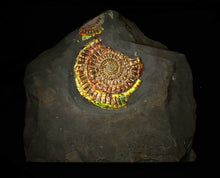 Load image into Gallery viewer, Large rainbow iridescent Caloceras ammonite fossil display piece 93mm