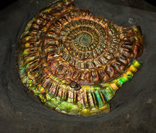 Load image into Gallery viewer, Large rainbow iridescent Caloceras ammonite fossil display piece 93mm