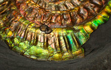 Load image into Gallery viewer, Large rainbow iridescent Caloceras ammonite fossil display piece 93mm