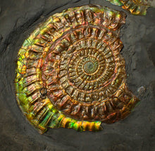 Load image into Gallery viewer, Large rainbow iridescent Caloceras ammonite fossil display piece 93mm