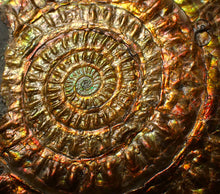 Load image into Gallery viewer, Large rainbow iridescent Caloceras ammonite fossil display piece 93mm