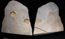 Load image into Gallery viewer, "Popped" large calcite multi-Xipheroceras ammonite display piece