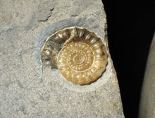 Load image into Gallery viewer, "Popped" large calcite multi-Xipheroceras ammonite display piece