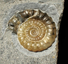 Load image into Gallery viewer, "Popped" large calcite multi-Xipheroceras ammonite display piece