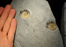 Load image into Gallery viewer, "Popped" large calcite multi-Xipheroceras ammonite display piece