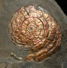 Load image into Gallery viewer, Iridescent Psiloceras ammonite fossil 57mm