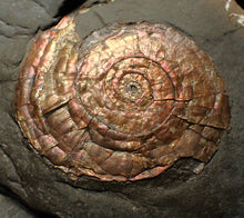 Load image into Gallery viewer, Iridescent Psiloceras ammonite fossil 57mm