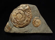 Load image into Gallery viewer, Iridescent Psiloceras multi-ammonite fossil display piece