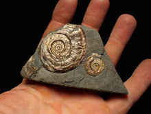 Load image into Gallery viewer, Iridescent Psiloceras multi-ammonite fossil display piece
