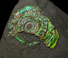 Load image into Gallery viewer, Juvenile iridescent Caloceras display ammonite fossil 30 mm