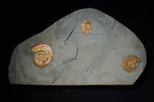 Load image into Gallery viewer, Iridescent multi-Psiloceras ammonite display fossil