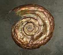 Load image into Gallery viewer, Iridescent multi-Psiloceras ammonite display fossil