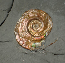 Load image into Gallery viewer, Iridescent multi-Psiloceras ammonite display fossil