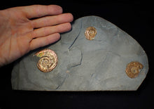 Load image into Gallery viewer, Iridescent multi-Psiloceras ammonite display fossil