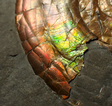 Load image into Gallery viewer, Iridescent multi-Psiloceras ammonite display fossil