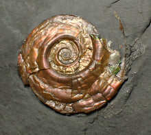 Load image into Gallery viewer, Iridescent multi-Psiloceras ammonite display fossil