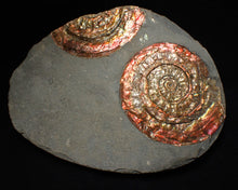 Load image into Gallery viewer, Large red iridescent Psiloceras ammonite fossil display piece