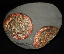 Load image into Gallery viewer, Large red iridescent Psiloceras ammonite fossil display piece