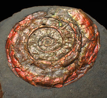 Load image into Gallery viewer, Large red iridescent Psiloceras ammonite fossil display piece