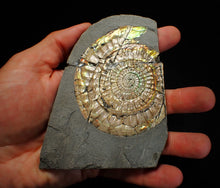 Load image into Gallery viewer, Big iridescent Caloceras display ammonite fossil (85mm)