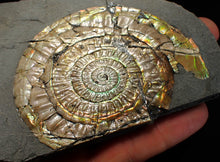Load image into Gallery viewer, Big iridescent Caloceras display ammonite fossil (85mm)