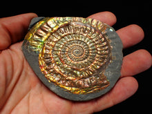 Load image into Gallery viewer, Multi-coloured iridescent Caloceras display ammonite (86mm)
