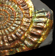 Load image into Gallery viewer, Multi-coloured iridescent Caloceras display ammonite (86mm)
